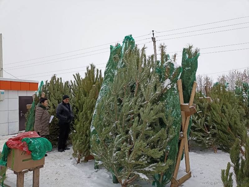 В Пензе проверили елочные базары