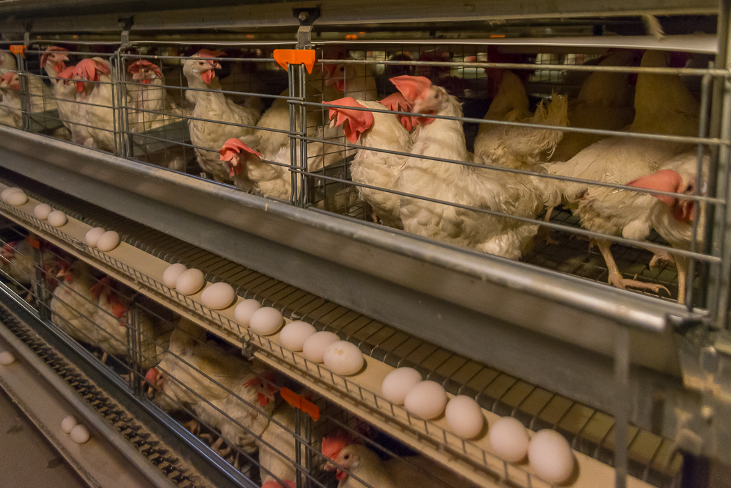 Минсельхоз сдержит цены на яйца
