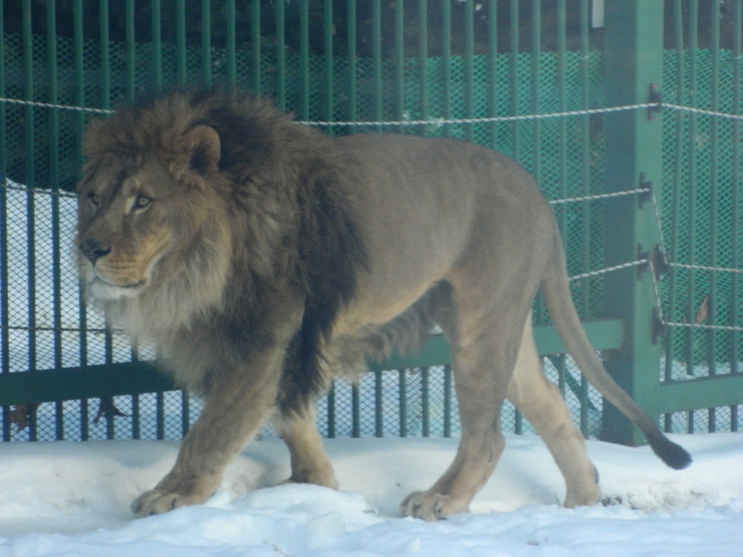 Не боятся львы холодной пензенской зимы